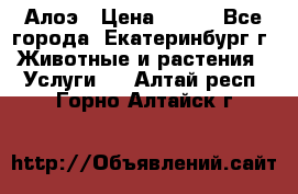 Алоэ › Цена ­ 150 - Все города, Екатеринбург г. Животные и растения » Услуги   . Алтай респ.,Горно-Алтайск г.